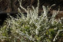 ユキヤナギ(雪柳)