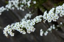 ユキヤナギ(雪柳)