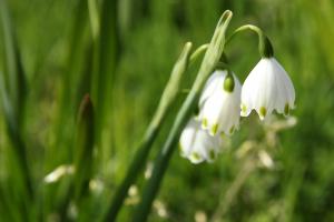 スズランスイセン(鈴蘭水仙)