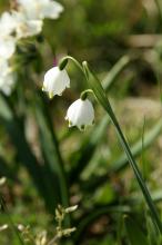 スズランスイセン(鈴蘭水仙)