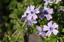 シバザクラ(紫)