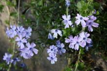 シバザクラ(紫)