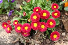 デージー/ヒナギク(赤)