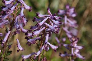 ムラサキケマン(紫華鬘)