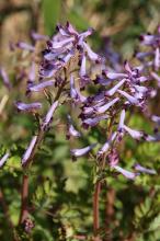 ムラサキケマン(紫華鬘)