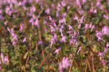 ホトケノザ(仏の座)