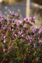 ホトケノザ(仏の座)