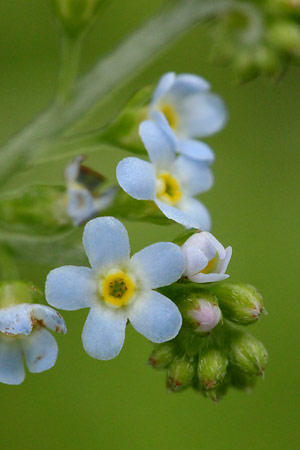 キュウリグサ(胡瓜草)