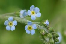 キュウリグサ(胡瓜草)