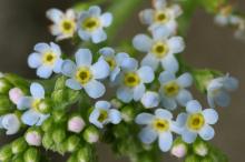 キュウリグサ(胡瓜草)