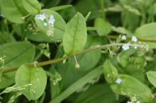 キュウリグサ(胡瓜草)