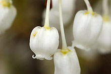 ドウダンツツジ(灯台躑躅)