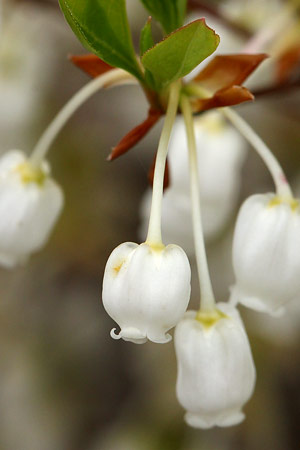 ドウダンツツジ(灯台躑躅)