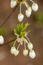 ドウダンツツジ(灯台躑躅)