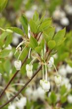 ドウダンツツジ(灯台躑躅)