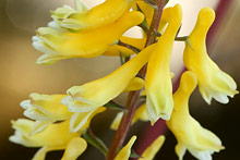 キケマン(黄華鬘)