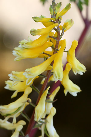 キケマン(黄華鬘)