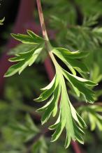 キケマン(黄華鬘)