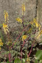 キケマン(黄華鬘)