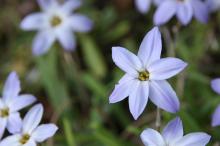 イエイオン/ハナニラ(淡紫)