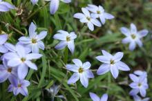 イエイオン/ハナニラ(淡紫)