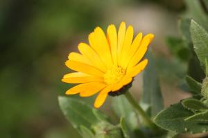 フユシラズ(冬知らず)