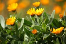 フユシラズ(冬知らず)