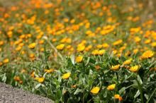 フユシラズ(冬知らず)