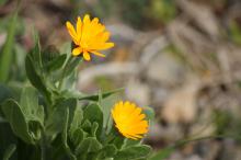 フユシラズ(冬知らず)