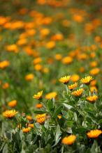 フユシラズ(冬知らず)