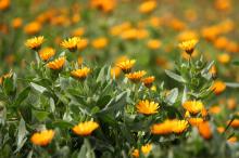 フユシラズ(冬知らず)