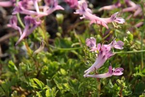 ジロボウエンゴサク(次郎坊延胡索)