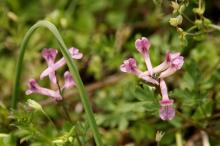 ジロボウエンゴサク(次郎坊延胡索)