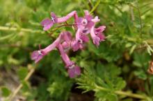 ジロボウエンゴサク(次郎坊延胡索)