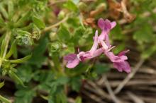 ジロボウエンゴサク(次郎坊延胡索)