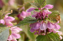 オドリコソウ(踊子草)