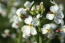 ハマダイコン(浜大根)