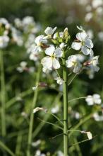 ハマダイコン(浜大根)