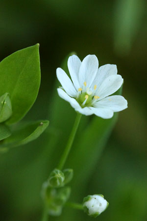 ノミノフスマ(蚤の衾)