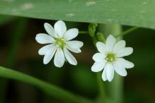 ノミノフスマ(蚤の衾)