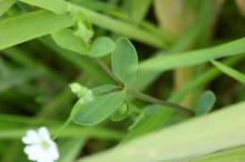 ノミノフスマ(蚤の衾)