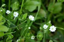 ノミノフスマ(蚤の衾)