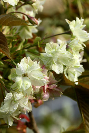 ギョイコウ(御衣黄)