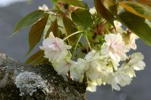 ギョイコウ(御衣黄)