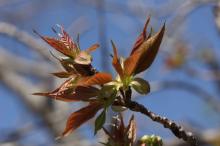 ギョイコウ(御衣黄)