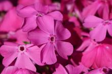 シバザクラ(芝桜)