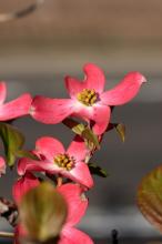 ハナミズキ(花水木)