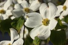 ハナミズキ(花水木)