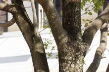 ハナミズキ(花水木)