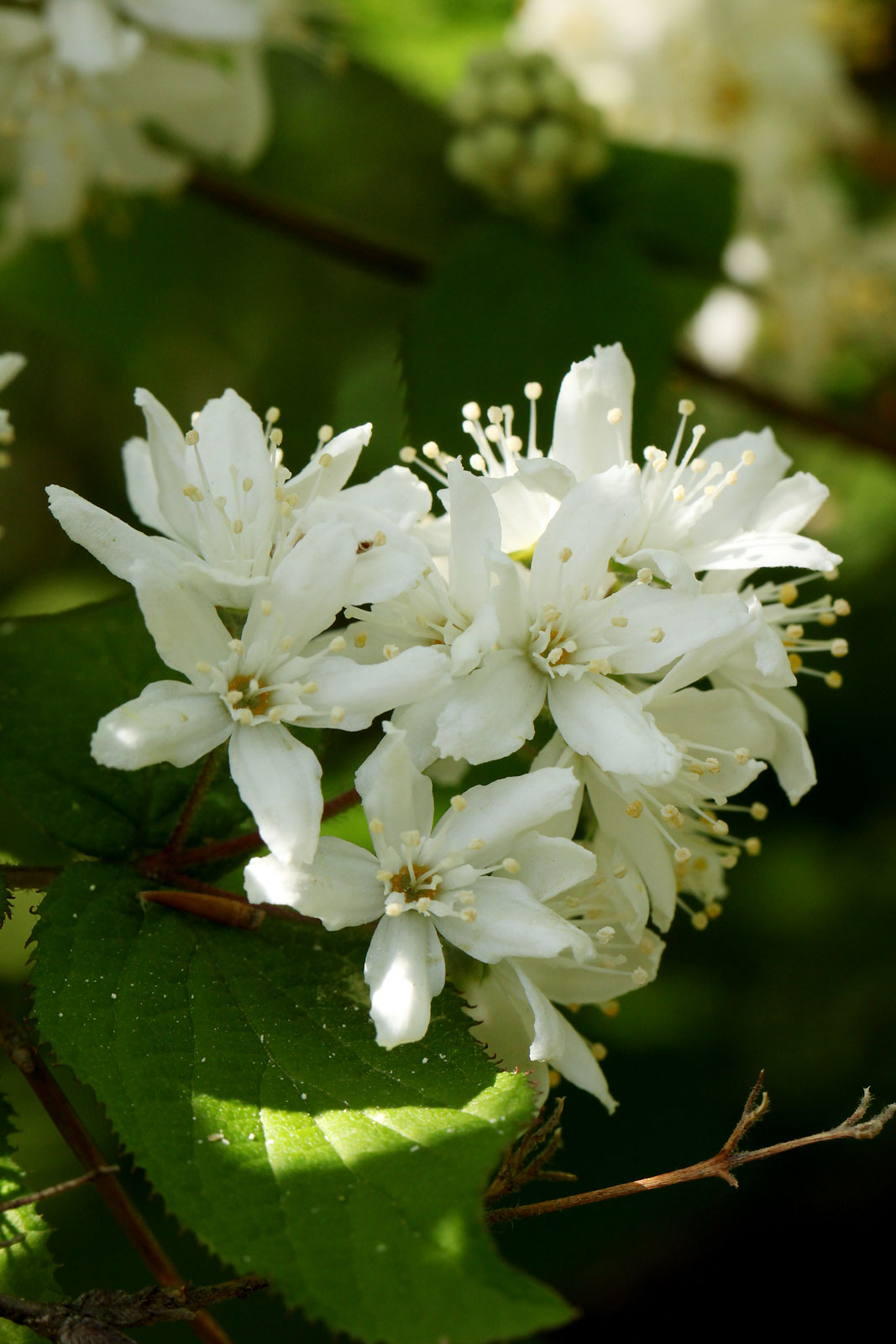お花の写真集 マルバウツギ 丸葉空木